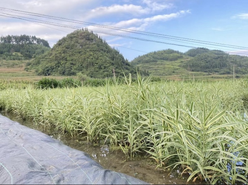 花叶芦竹，地苗，高40-60公分，成活率很高。