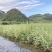 花叶芦竹，地苗，高40-60公分，成活率很高。
