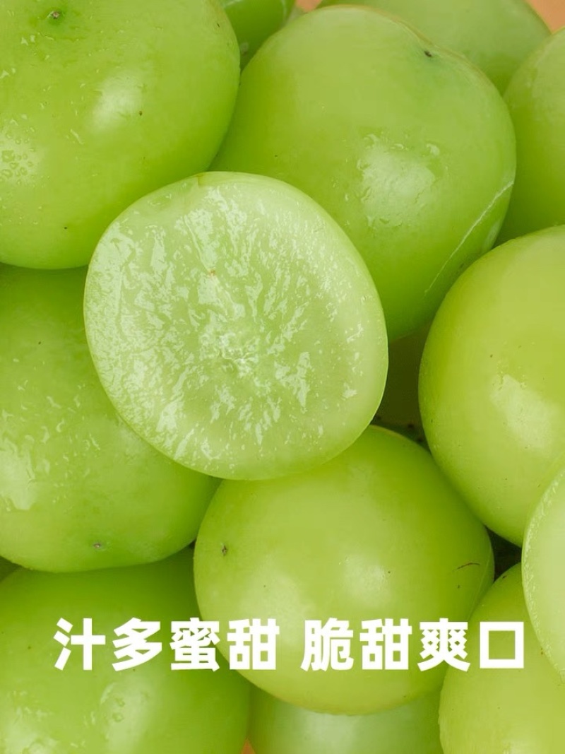 河北阳光玫瑰葡萄，无籽葡萄，香甜多汁，口感好袋装礼盒装