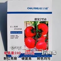 抗病毒无限生长型西红柿种子硬度高坐果量大粉红番茄种子