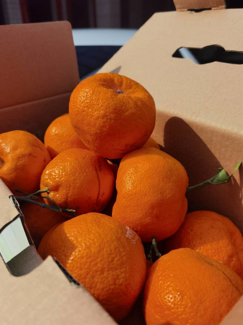 耙耙柑/春见柑桔成都市新都区木兰镇自产自销