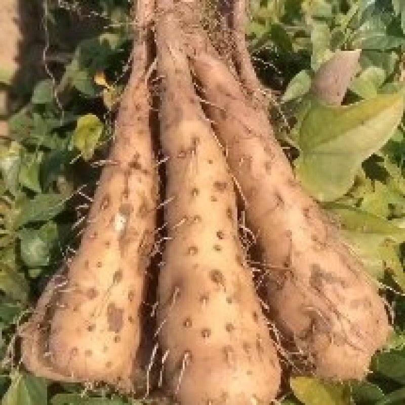 山药苗基地直发入品质保证量大从优欢迎来电