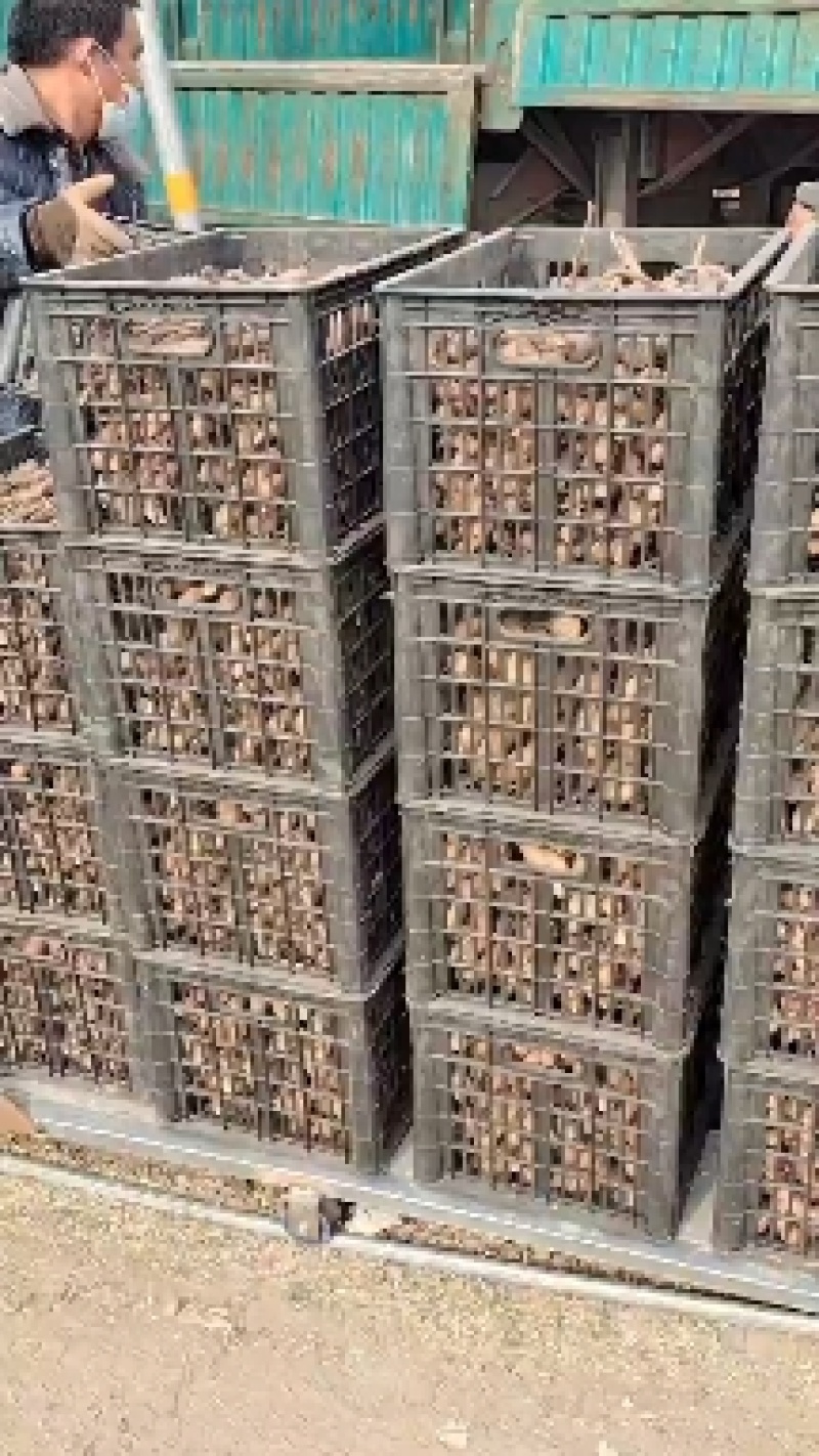 山药苗基地直发入品质保证量大从优欢迎来电
