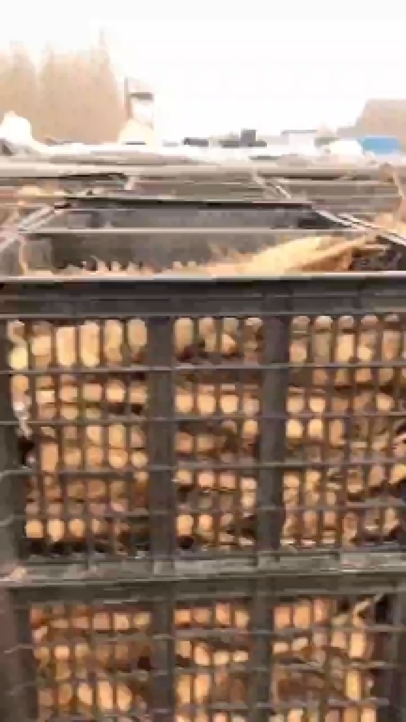 山药苗基地直发入品质保证量大从优欢迎来电