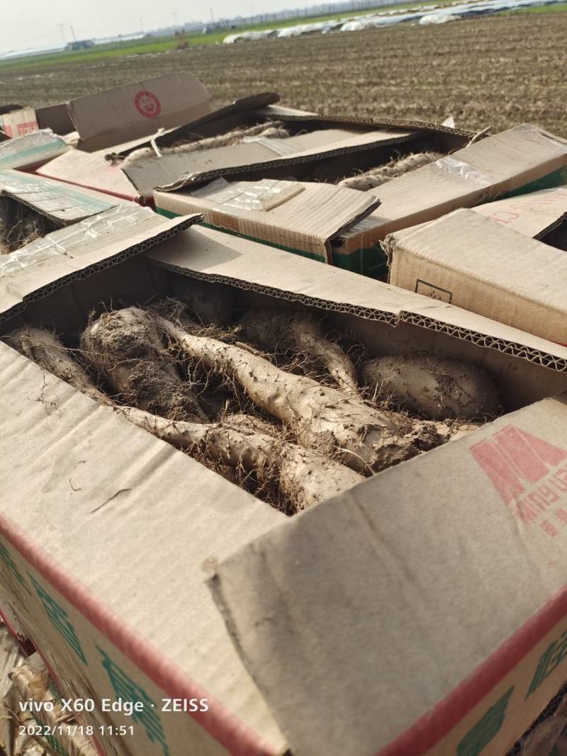 山药苗基地直发入品质保证量大从优欢迎来电