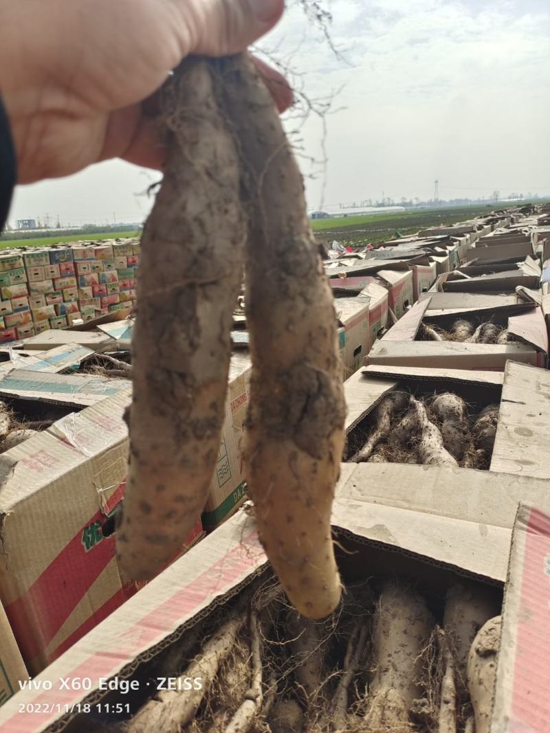 山药苗基地直发入品质保证量大从优欢迎来电