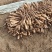 山药苗基地直发入品质保证量大从优欢迎来电