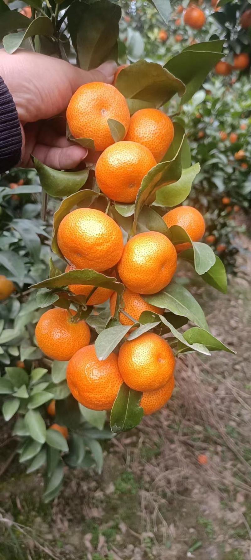 沙塘橘大量上市中