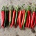 基地宝大果美人椒种子大果404大果辣椒种子早熟高产耐裂