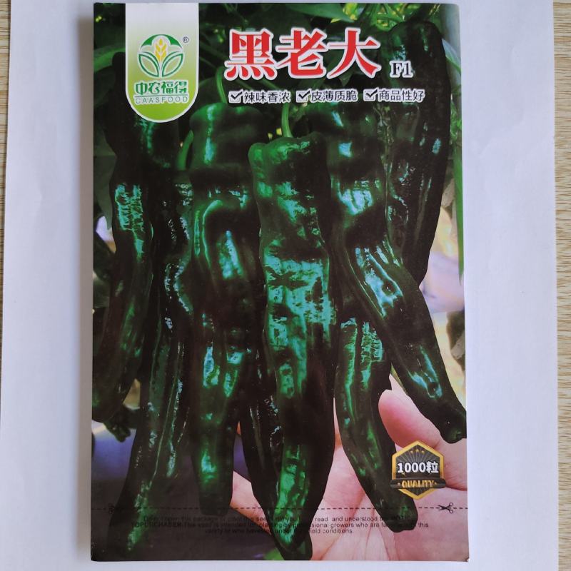 黑老大皱皮辣椒种子皮薄质脆辣味香浓大果黑绿皮大田用种