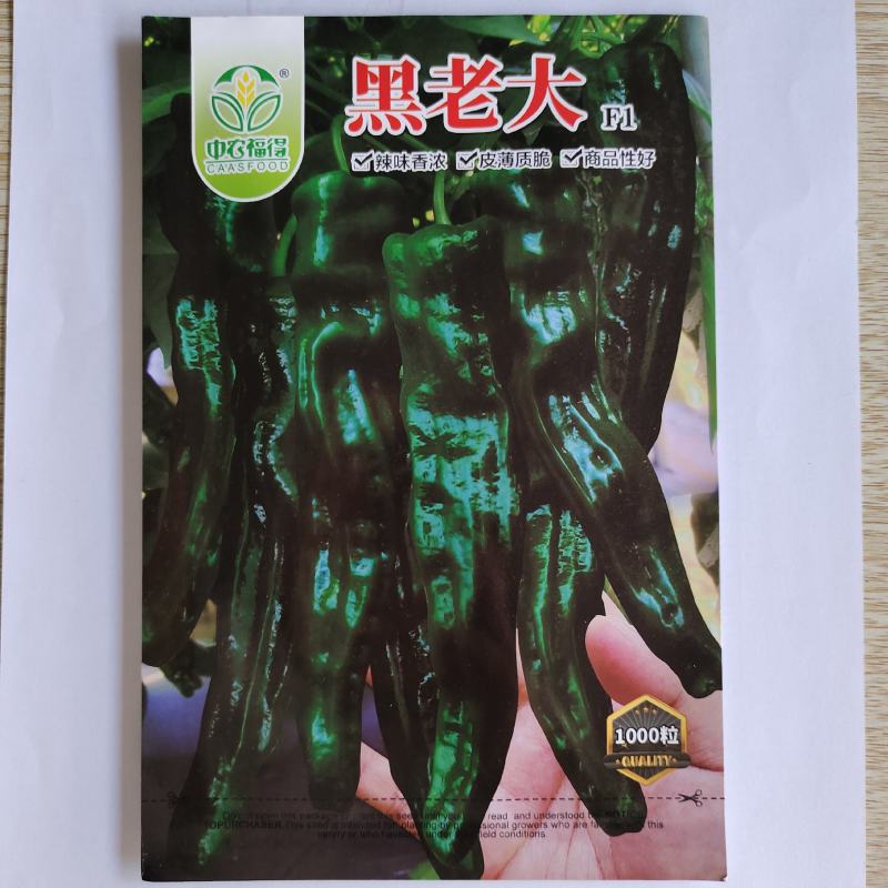 黑老大皱皮辣椒种子皮薄质脆辣味香浓大果黑绿皮大田用种