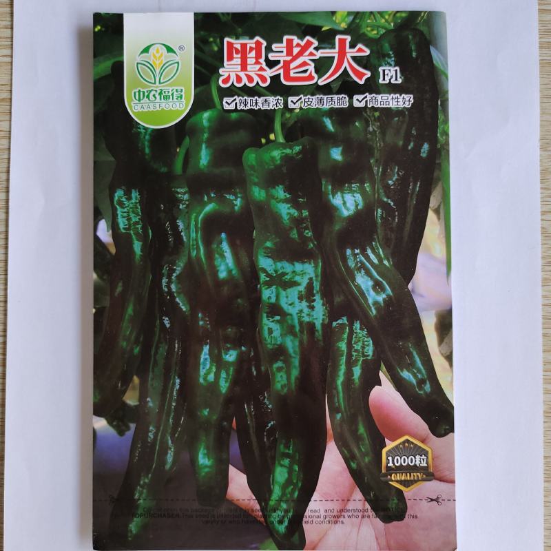 黑老大皱皮辣椒种子皮薄质脆辣味香浓大果黑绿皮大田用种