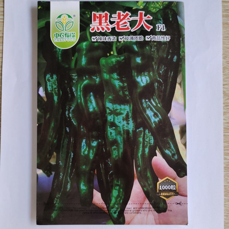 黑老大皱皮辣椒种子皮薄质脆辣味香浓大果黑绿皮大田用种