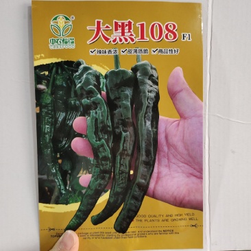 皱皮辣椒种子中早熟皮薄质脆辣味香浓大果黑绿皮大田基地