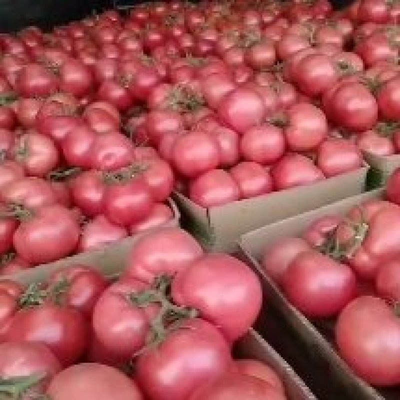 金明大棚蔬菜代收