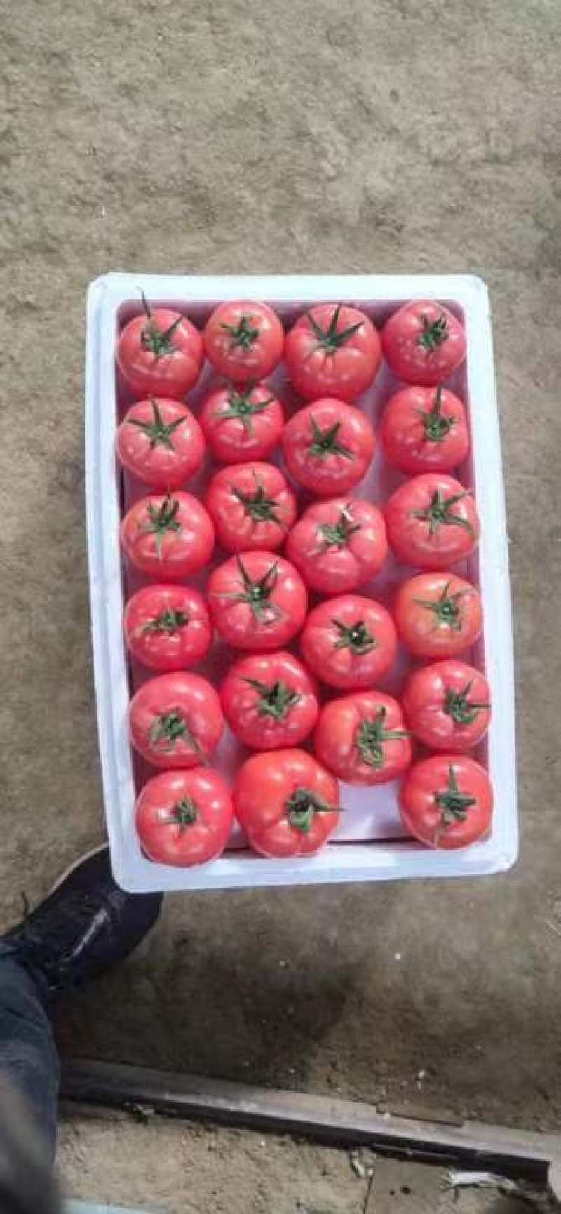 金明大棚蔬菜代收