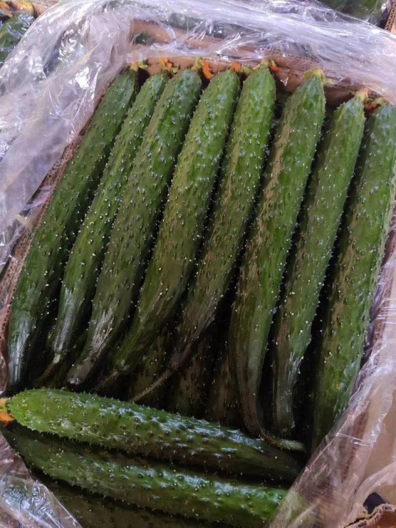 金明大棚蔬菜代收