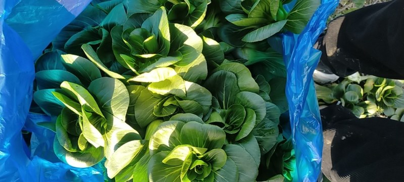 上海青，矮脚菜，精黑矮脚菜，矮脚菜，青菜，小黑菜，七宝青