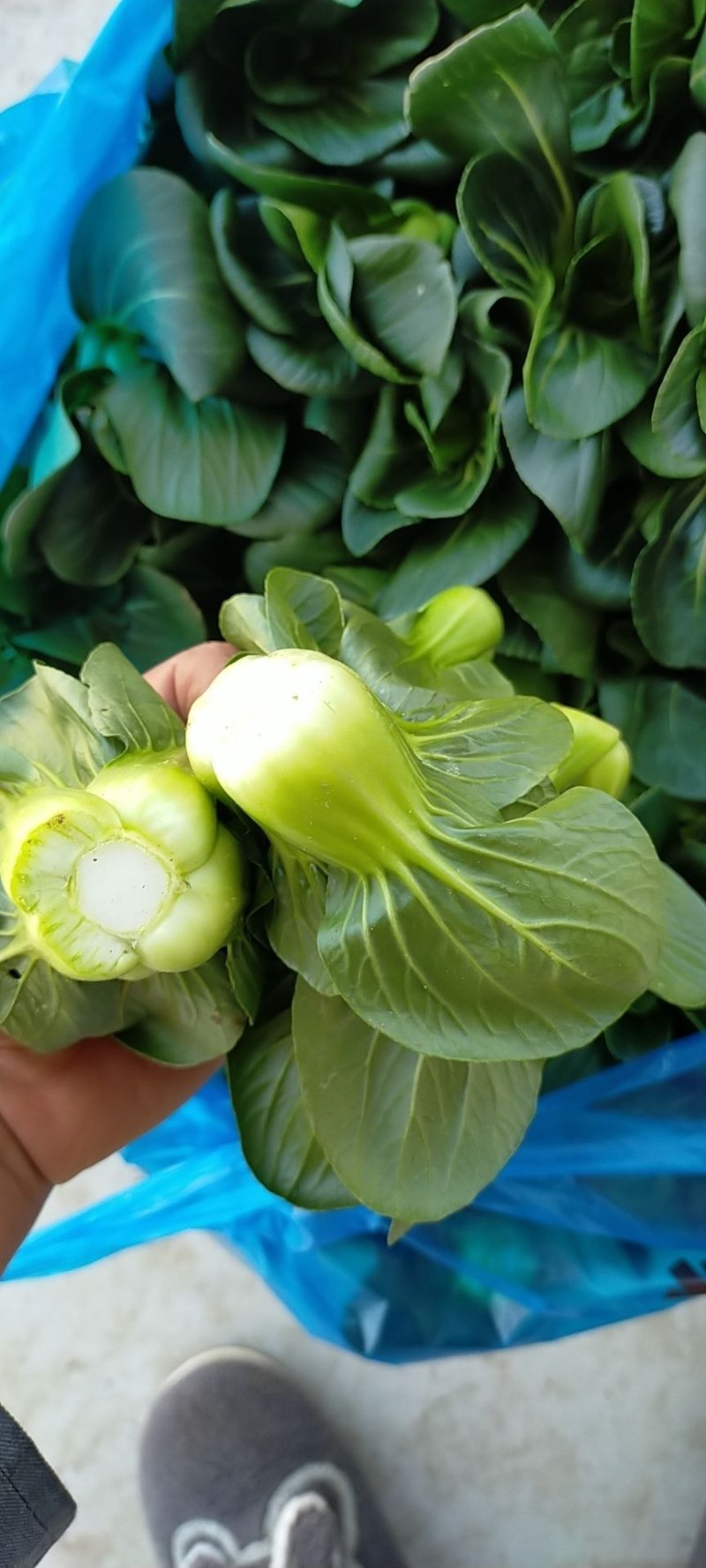 上海青，矮脚菜，精黑矮脚菜，矮脚菜，青菜，小黑菜，七宝青