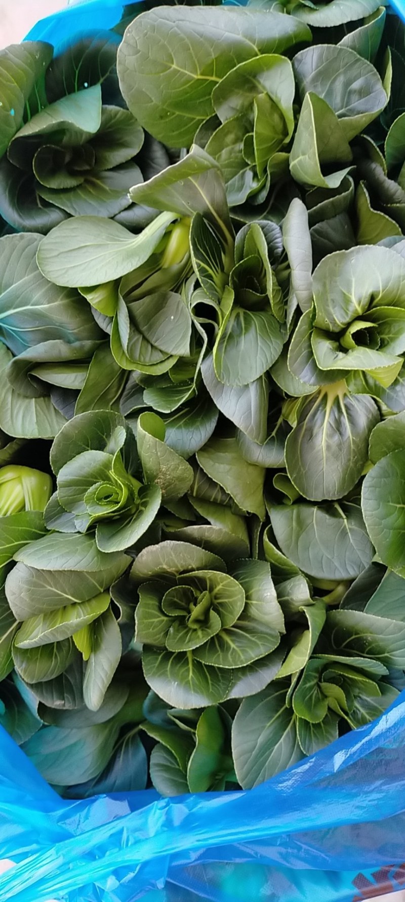 上海青，矮脚菜，精黑矮脚菜，矮脚菜，青菜，小黑菜，七宝青