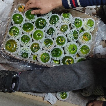 草莓柿子