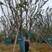 丛生扑树大量供应，45一150公分，种植，量大从优。