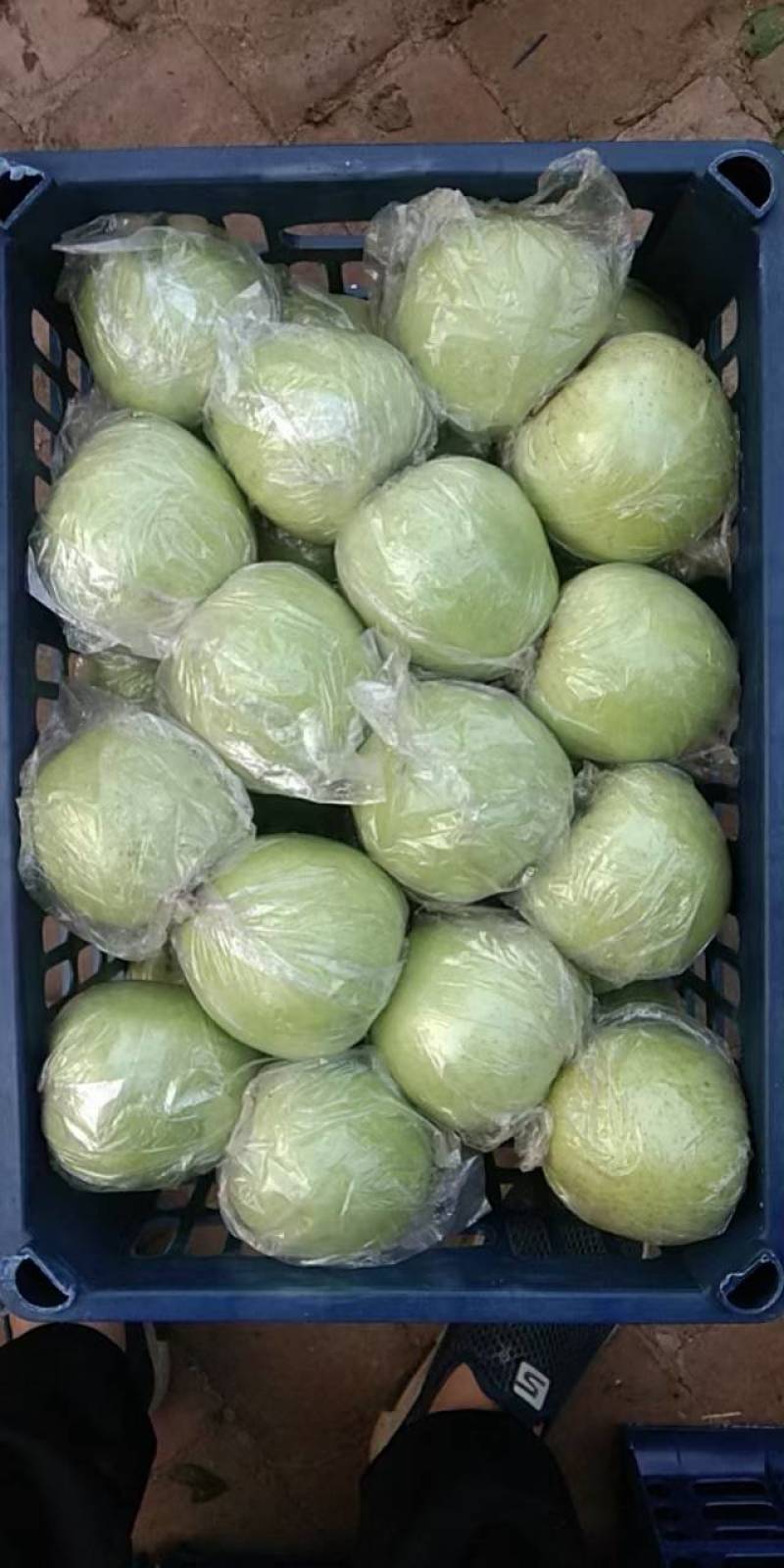 王林青苹果，冷库货，大，中，小果都有，货源足，价格便宜。