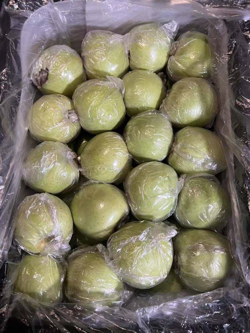 王林青苹果，冷库货，大，中，小果都有，货源足，价格便宜。