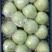 王林青苹果，冷库货，大，中，小果都有，货源足，价格便宜。