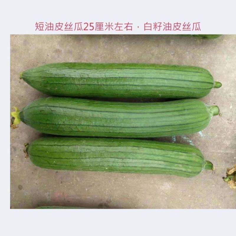 帮达青美丝瓜种子油亮清香丝瓜种籽丝瓜种子帮达青美丝瓜