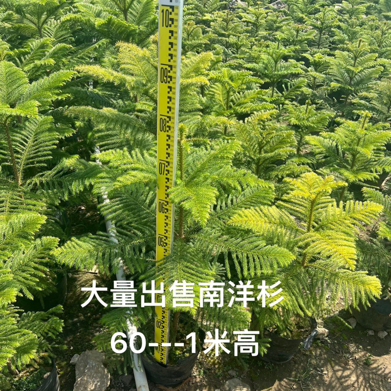 南洋杉
