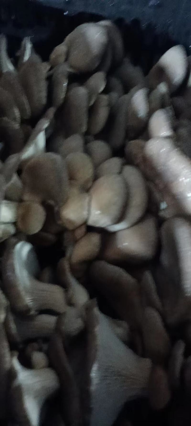 河北无水鲜平菇，常年做代办，货源充足，批发走货