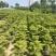 南洋杉