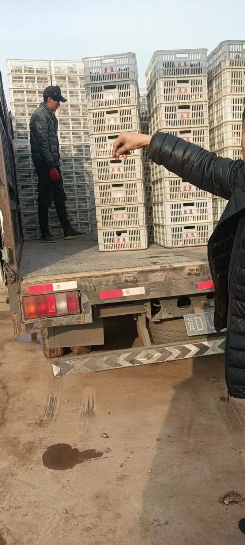 鲜平菇大量上市，长期代办，对接批发市场，商超，批发走货