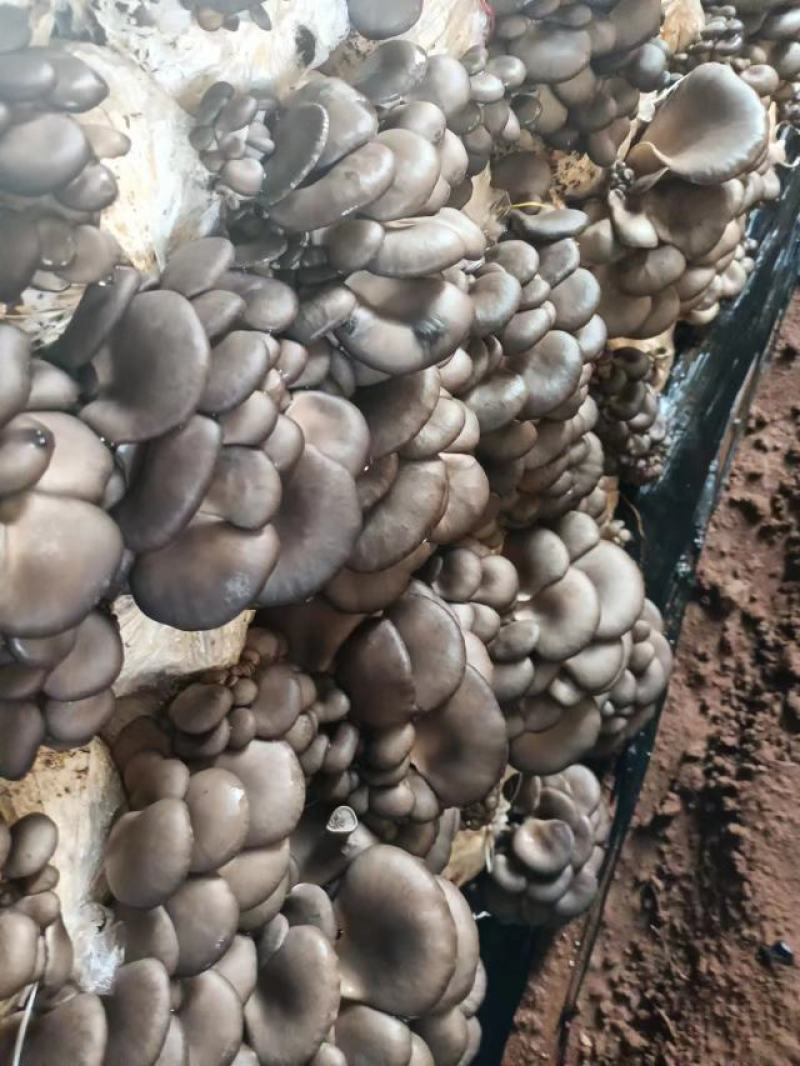 鲜平菇大量上市，长期代办，对接批发市场，商超，批发走货