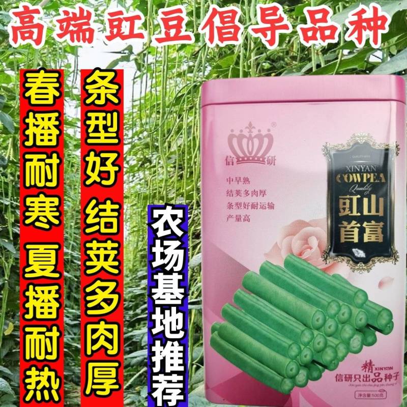 信研豇山首富豇豆种子中早熟耐寒耐热青翠绿长豆角豇豆种子