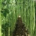 信研豇山首富豇豆种子中早熟耐寒耐热青翠绿长豆角豇豆种子