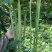 信研豇山首富豇豆种子中早熟耐寒耐热青翠绿长豆角豇豆种子
