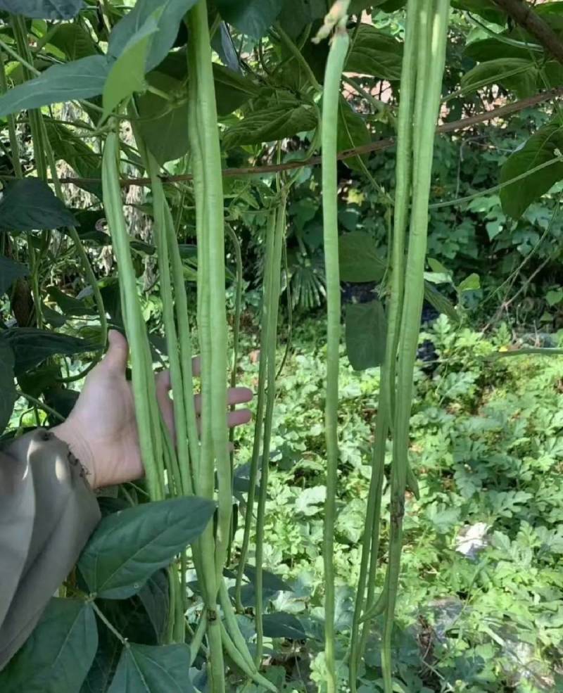 信研豇山首富豇豆种子中早熟耐寒耐热青翠绿长豆角豇豆种子
