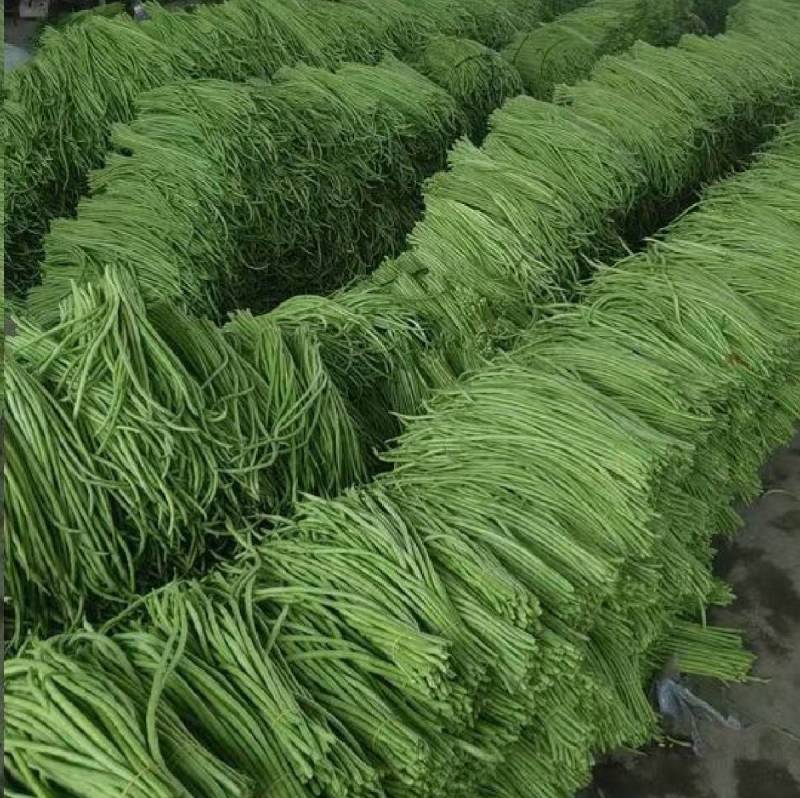 信研豇山首富豇豆种子中早熟耐寒耐热青翠绿长豆角豇豆种子