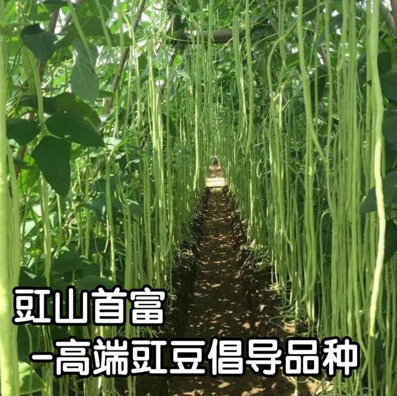 信研豇山首富豇豆种子中早熟耐寒耐热青翠绿长豆角豇豆种子