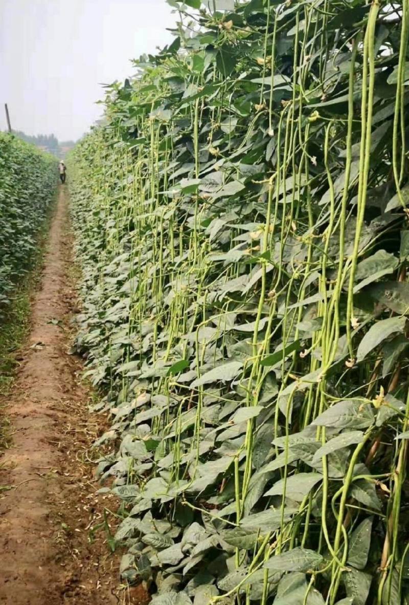 信研豇山首富豇豆种子中早熟耐寒耐热青翠绿长豆角豇豆种子