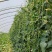 信研豇山首富豇豆种子中早熟耐寒耐热青翠绿长豆角豇豆种子