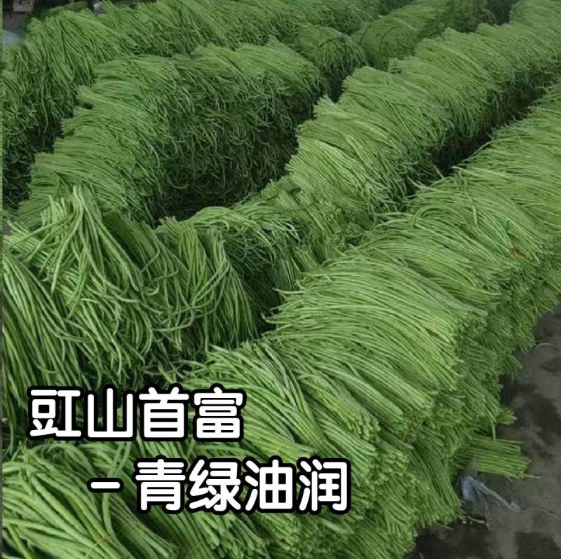 信研豇山首富豇豆种子中早熟耐寒耐热青翠绿长豆角豇豆种子