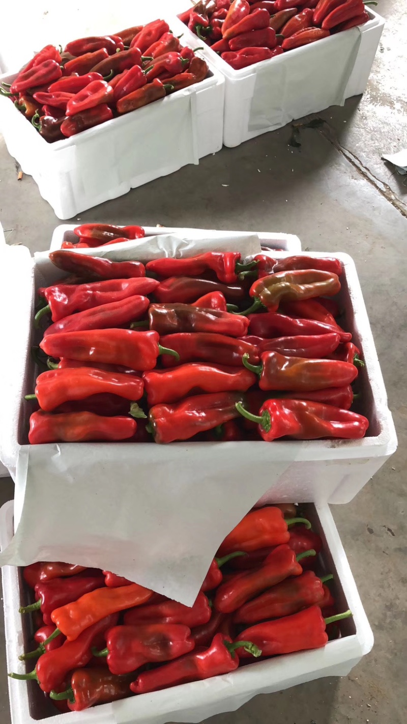 江苏淮安红椒产地地头直发常年有货可包装