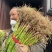 蒜苗红根蒜苗大量上市长度60左右每天发车品质保证