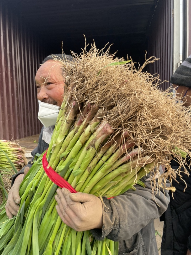 蒜苗红根蒜苗大量上市长度60左右每天发车品质保证