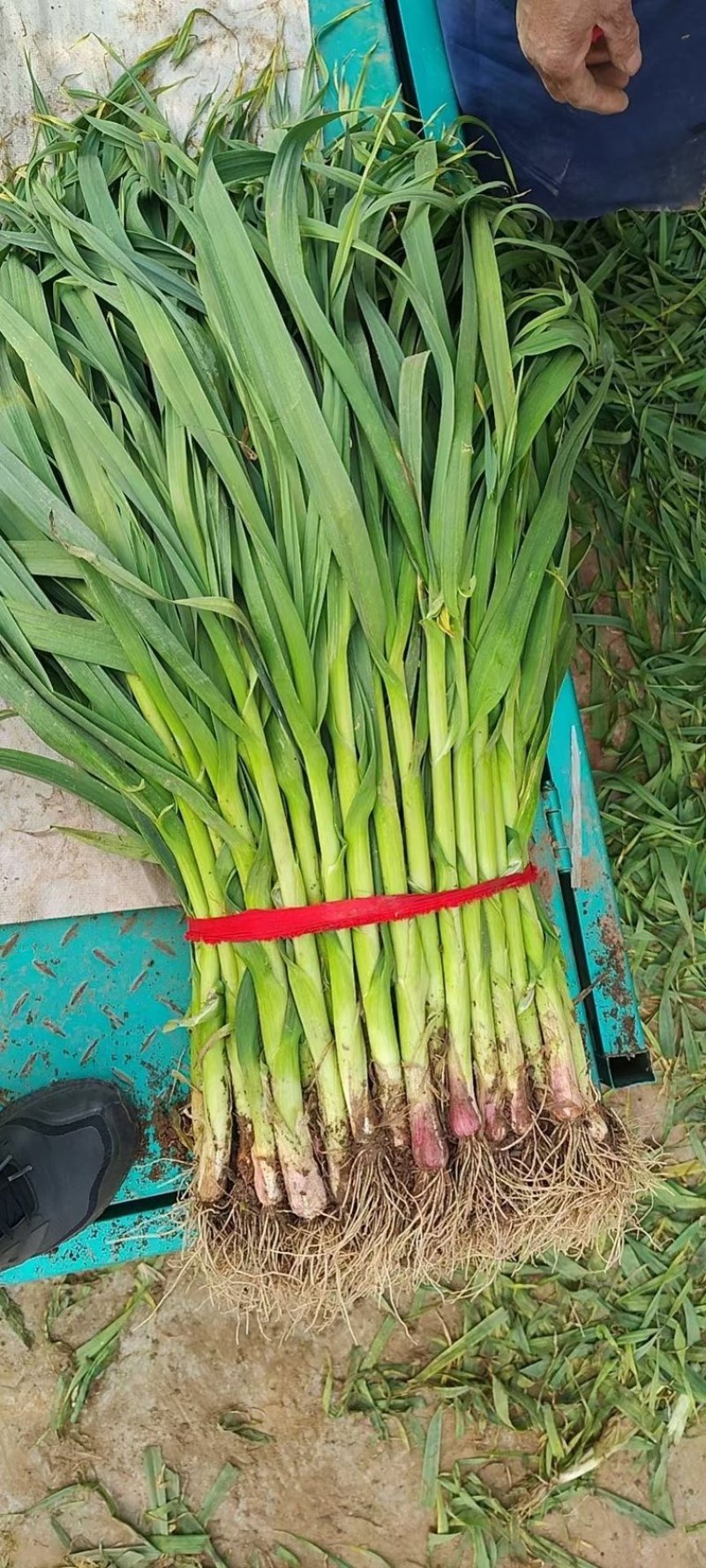 蒜苗红根蒜苗大量上市长度60左右每天发车品质保证