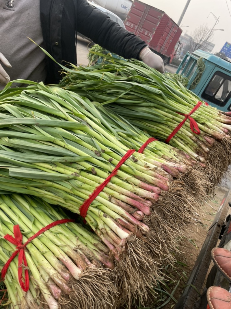 蒜苗红根蒜苗大量上市长度60左右每天发车品质保证
