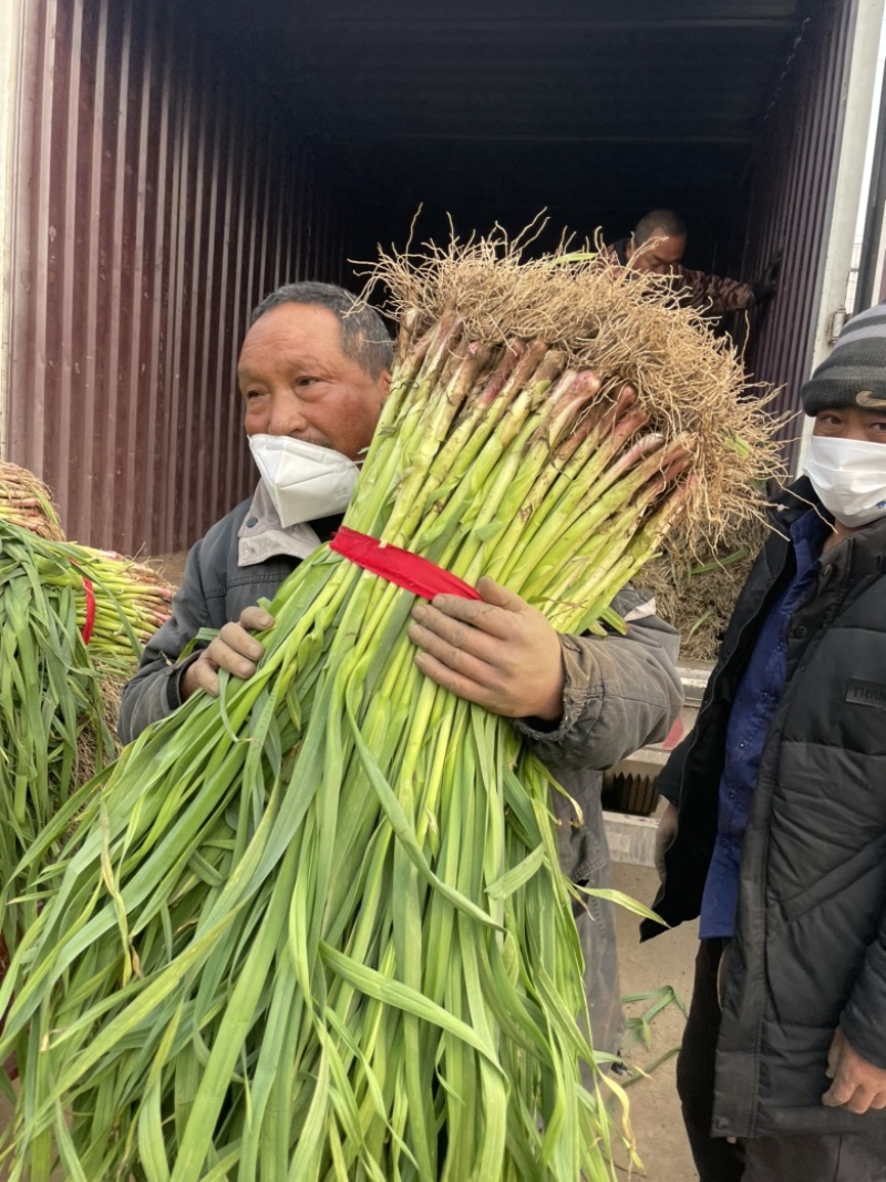 红根蒜苗优质蒜苗大量供应货源充足春节前后货源不断